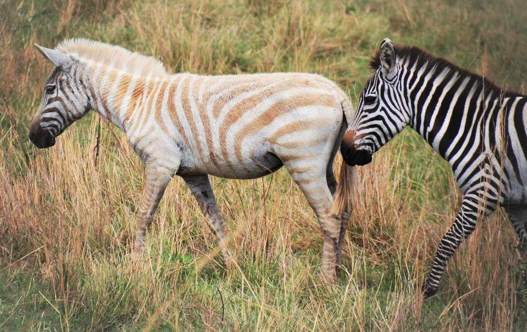These Albino Animals Don't Need Pigment to Look Magnificent - Our Funny  Little Site