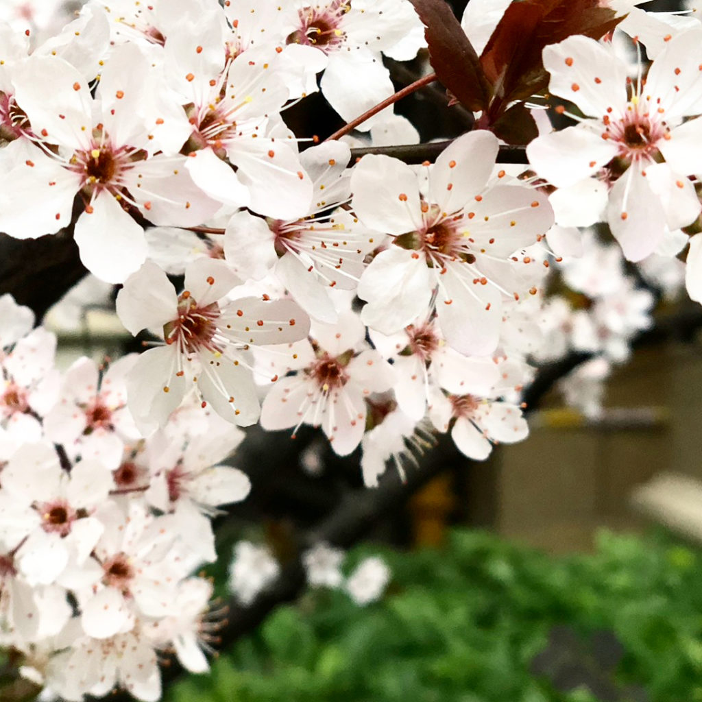 Cherry Blossoms in China Look so Amazing! Our Funny Little Site