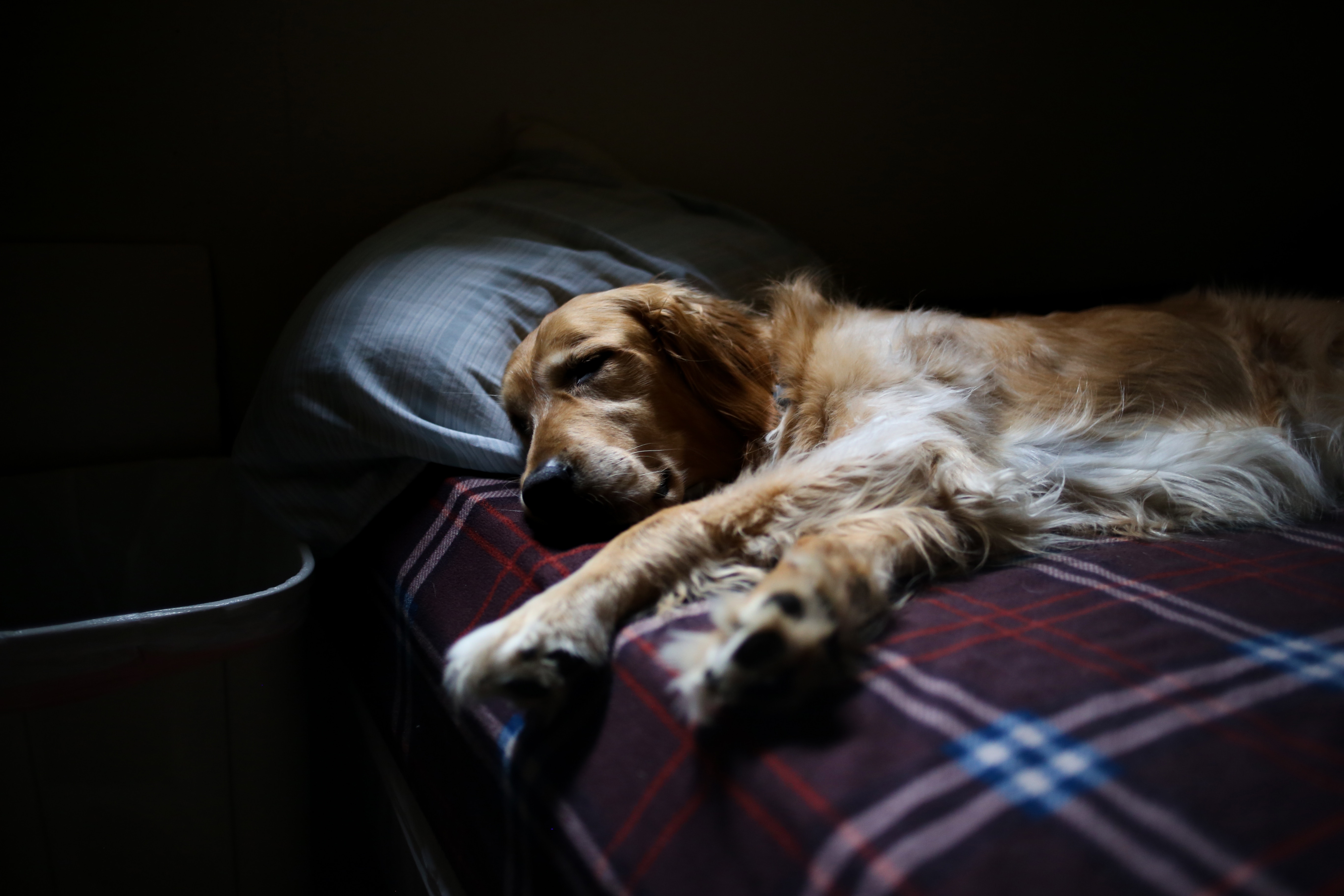 Собака на руках во сне. Собака лежит на кровати. Спящие животные. Собака ночью.