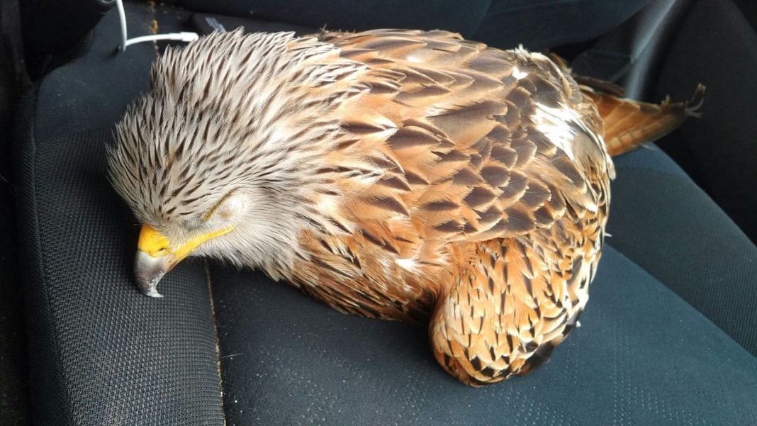 injured bird ohio