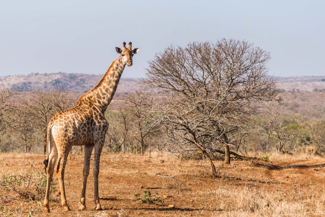 Why Do Giraffes Have Black Tongues? - Our Funny Little Site