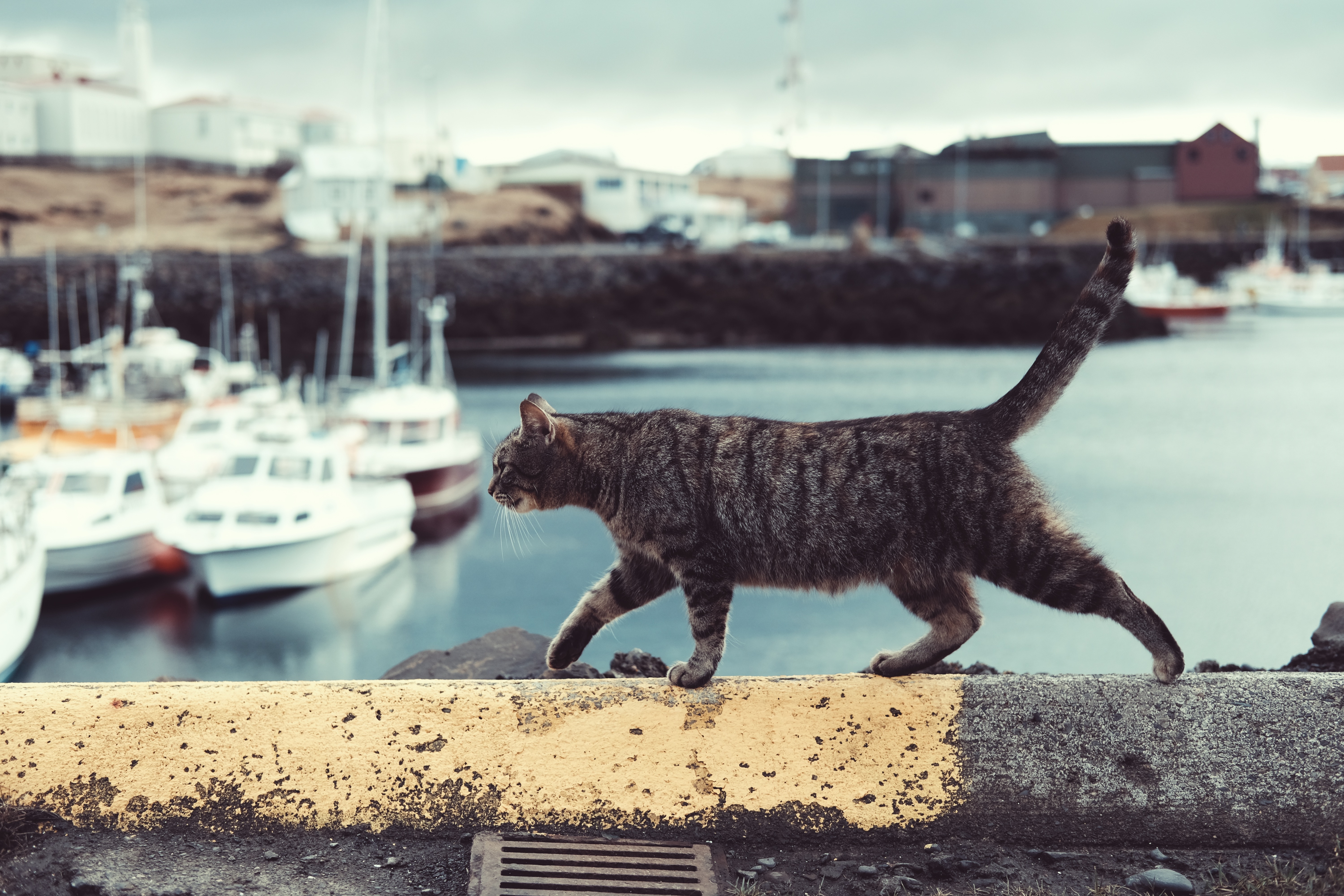 Звуки гуляющих котов. Кот на корабле. Кот на паруснике. Кот на море. Кот на пляже.