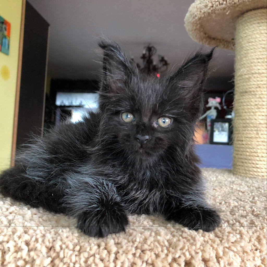 Valkyrie is a Kitten with Human Face - Our Funny Little Site