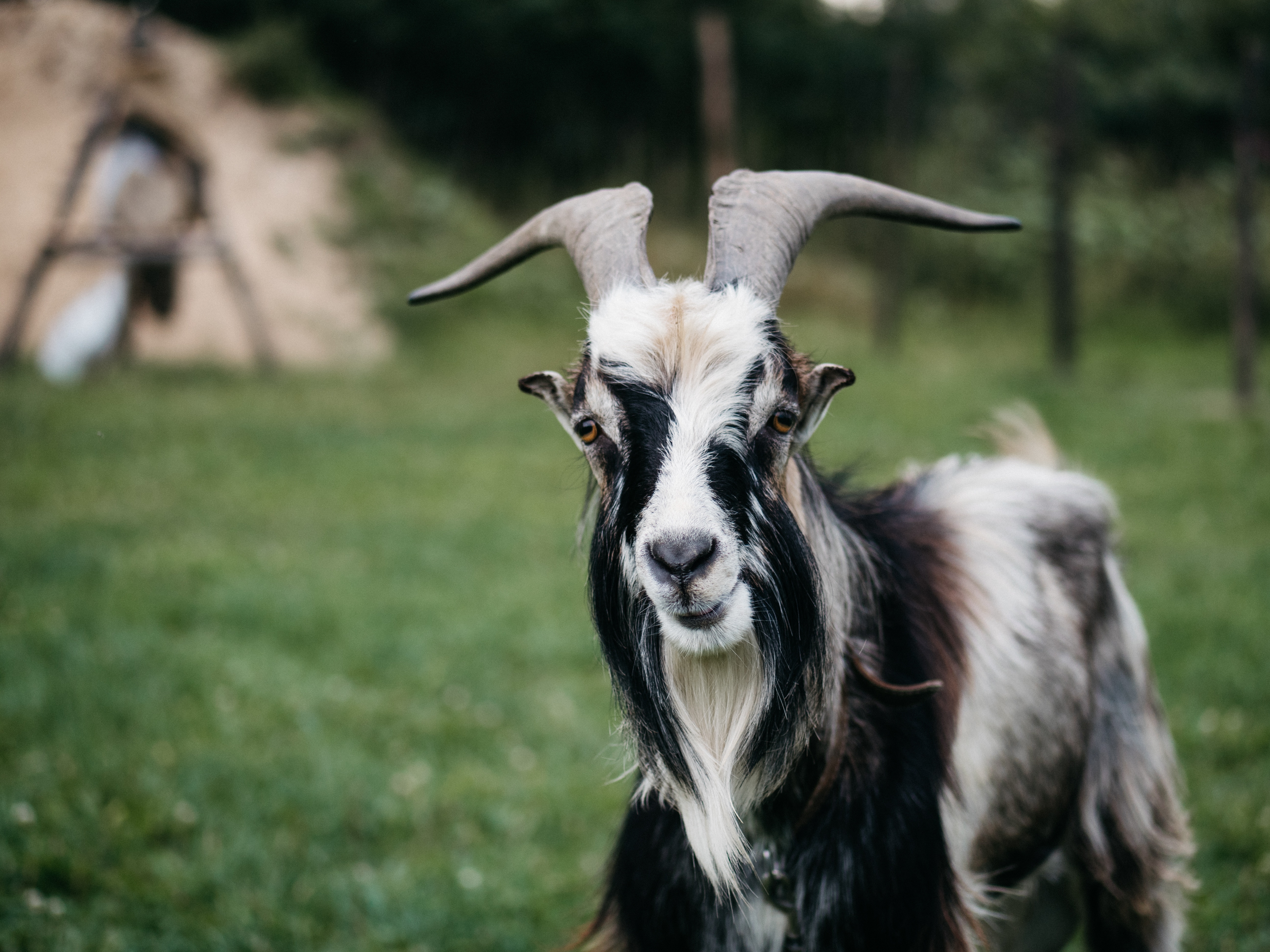 Why Do Goats Have Rectangular Pupils? - Our Funny Little Site