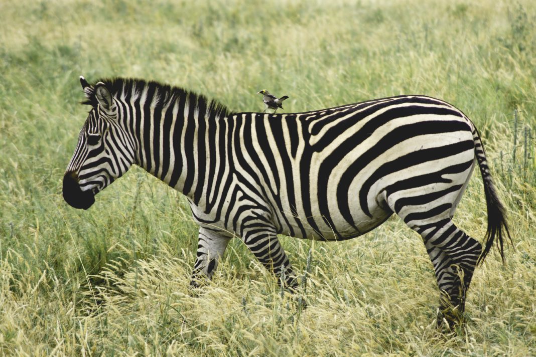 are zebras with black stripes black