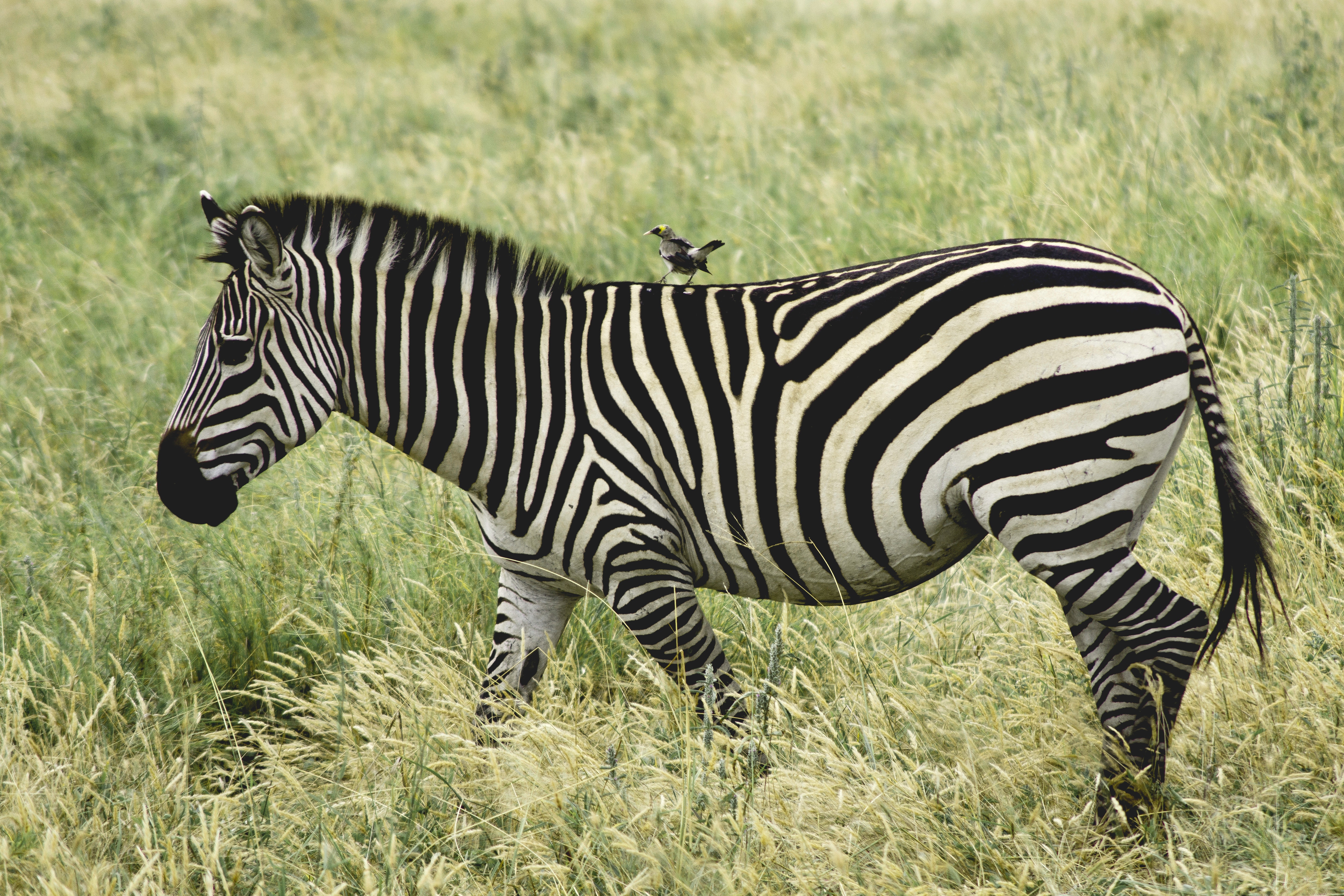 Спина зебры