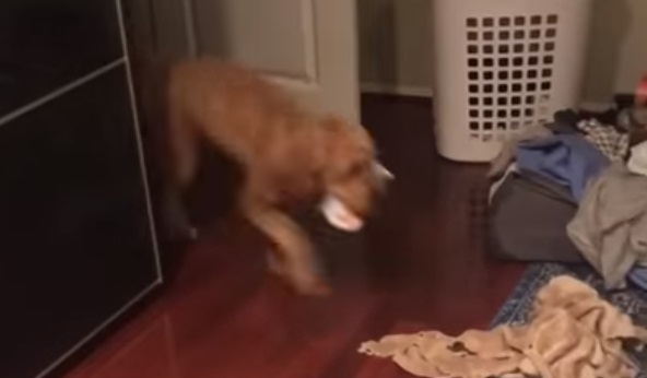 This Cute Puppy Can't Go to Bed without a Toy or a Blanket - Our Funny