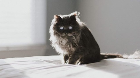 Milky-Eyed Merlin Is the Loveliest Cat You’ll See - Our Funny Little Site