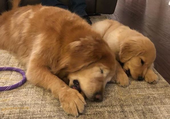 A Blind 11-year-old Golden Retriever Found a Puppy Friend to Guide Him ...