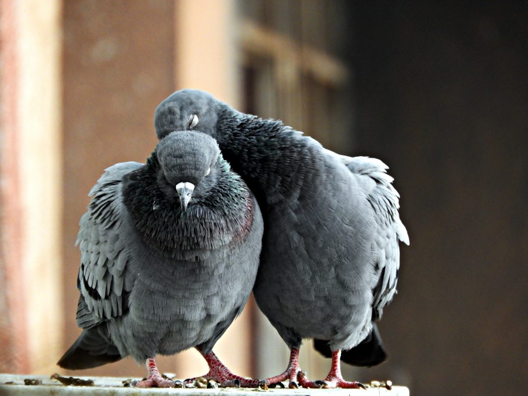 Pigeons Can Tell the Difference Between Good and Bad Art Our Funny