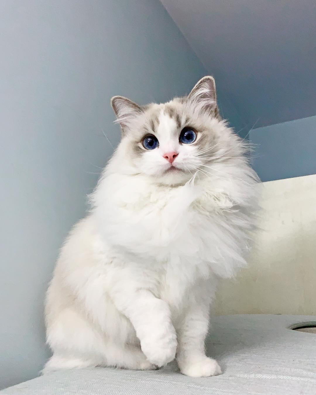 Ragdoll Bella is Insta-Famous for a Reason - Our Funny Little Site