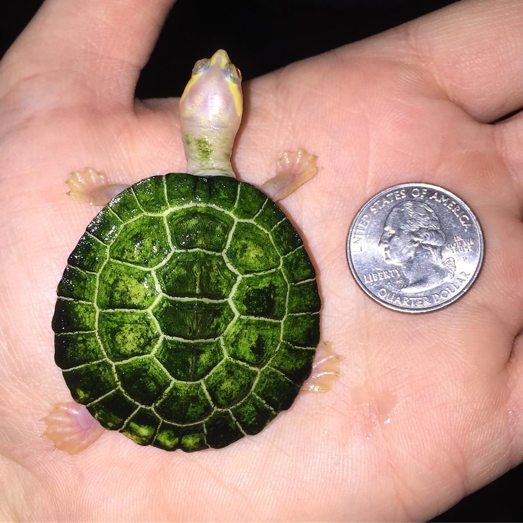 This Guy Owns the Most Unique Little Turtle In the World - Our Funny ...