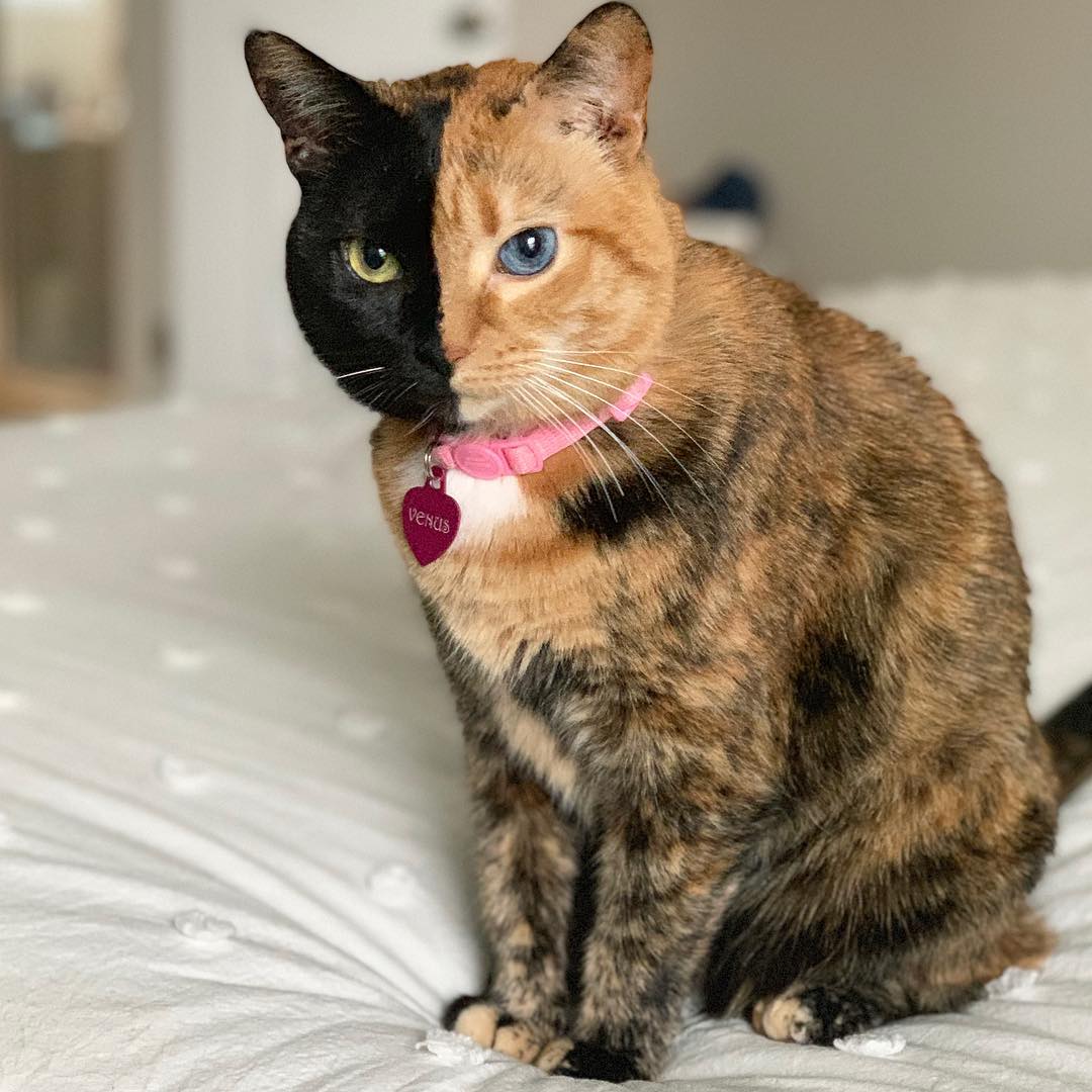 Venus the Two  Faced  Cat  Will Warm Your Heart Our Funny 