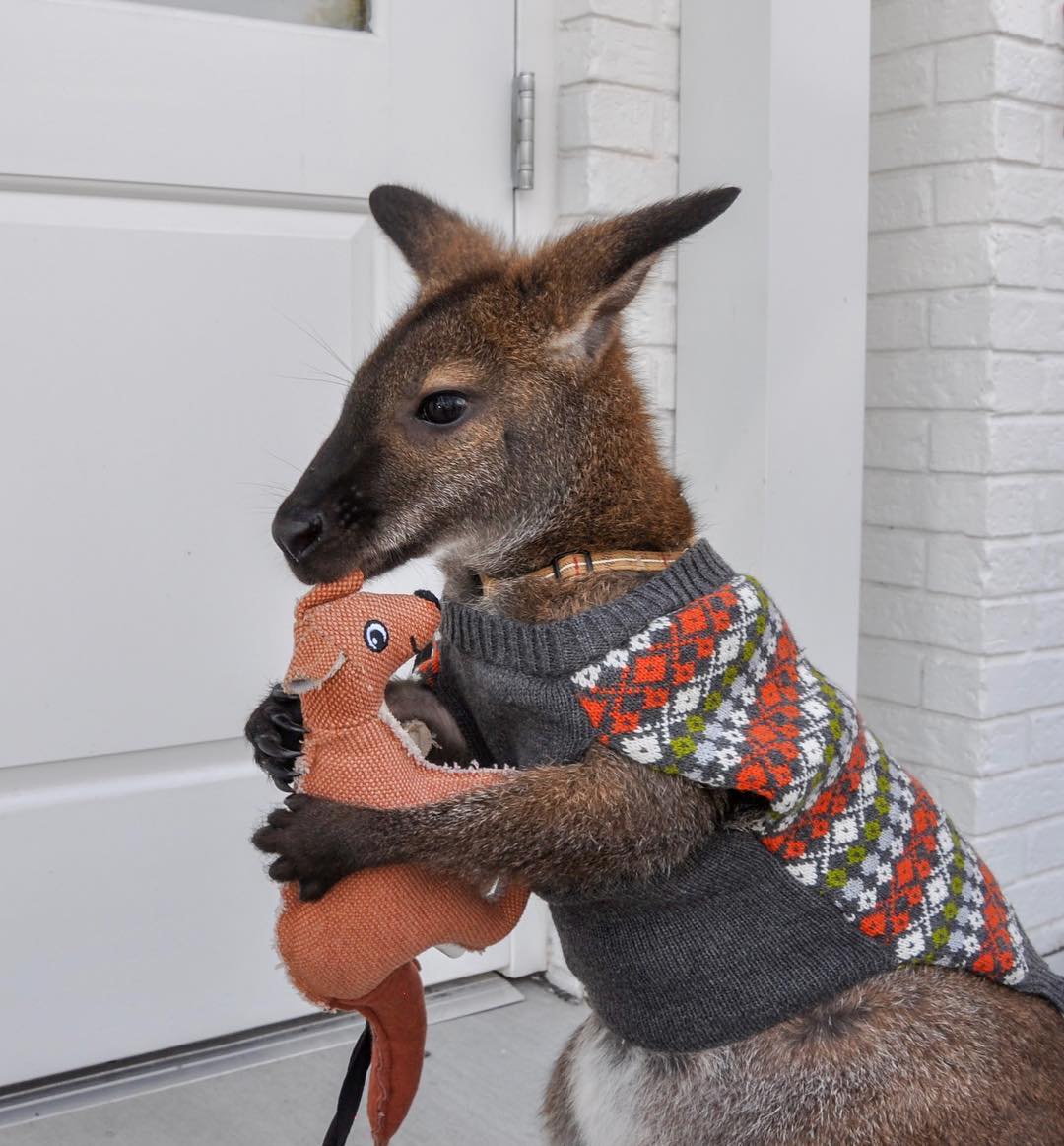 Meet Jack, The Most Popular Wallaby On Instagram - Our Funny Little Site