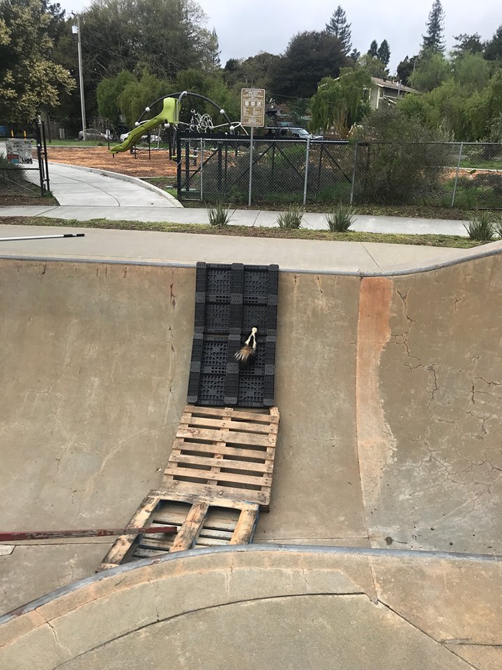 Cops Get Creative to Help Skunk Trapped at Skate Park - Our Funny