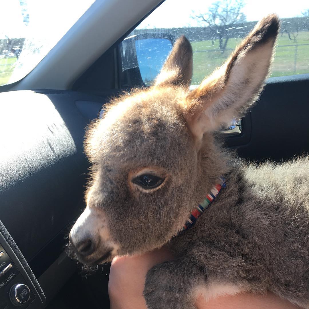 Teen Adopts A Baby Donkey And Now They Do Everything Together Our Funny Little Site