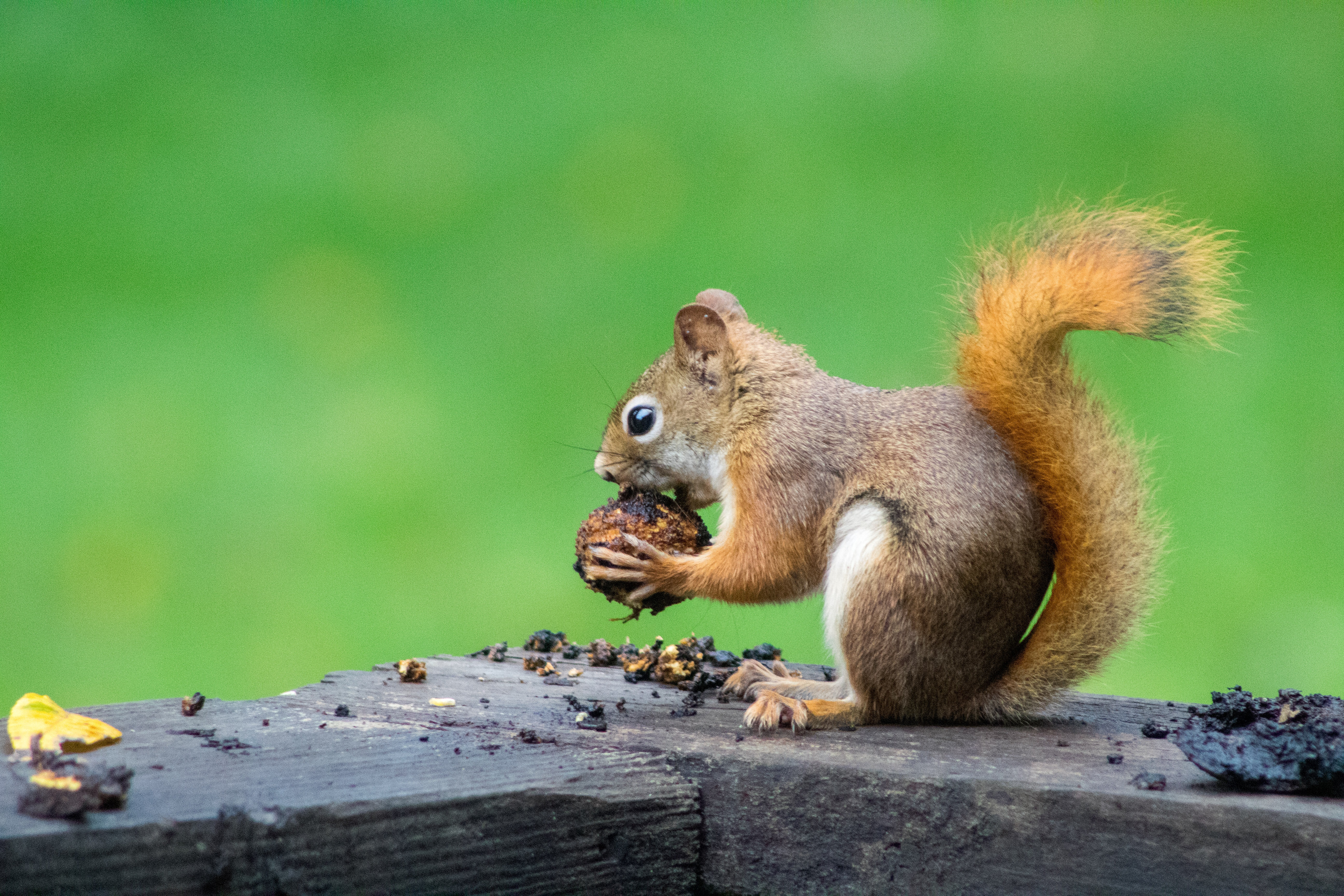 Should We Feed Squirrels? - Our Funny Little Site