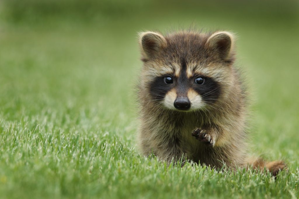 Raccoons May Wash Food Before Eating Our Funny Little Site