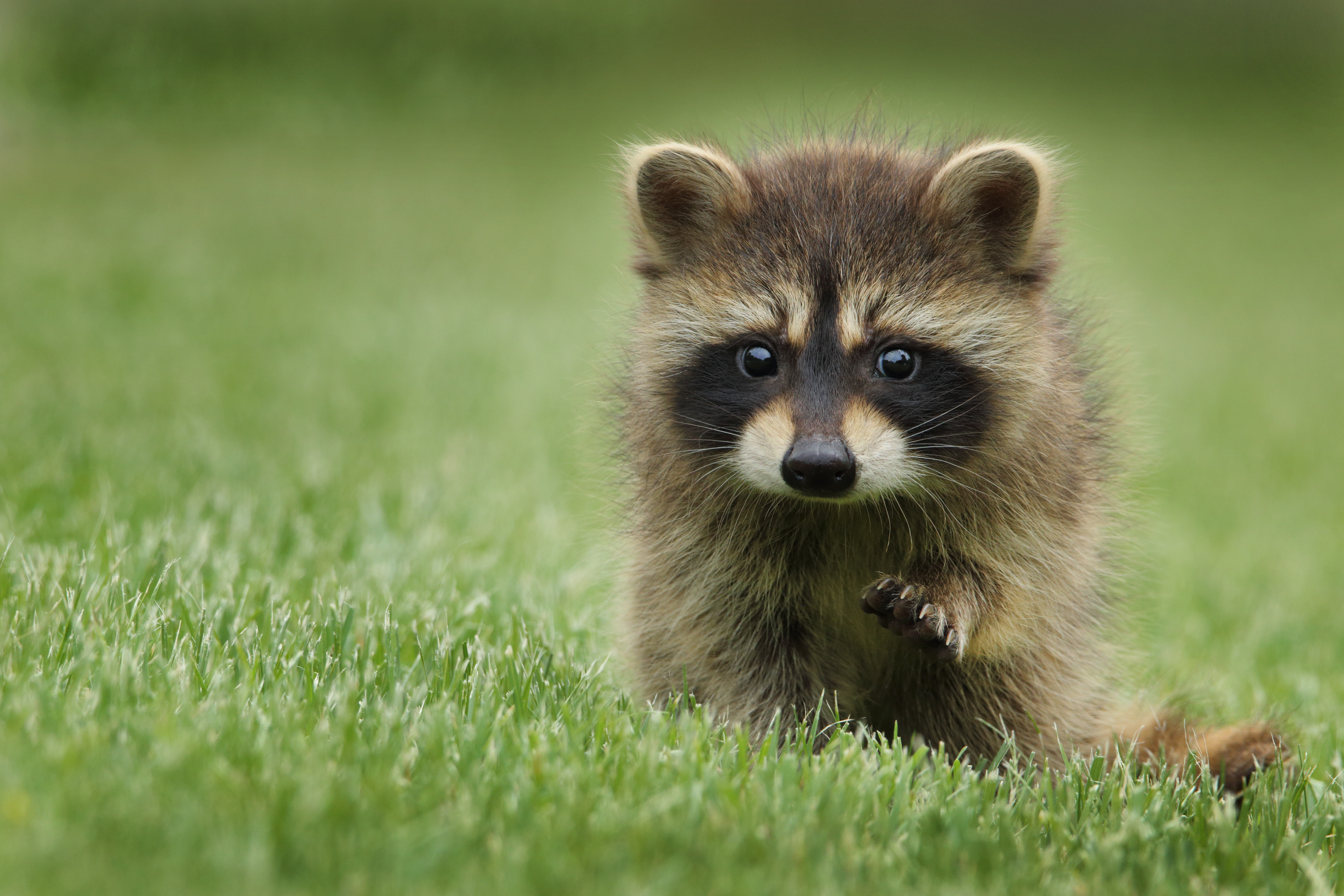 Raccoons May Wash Food Before Eating - Our Funny Little Site