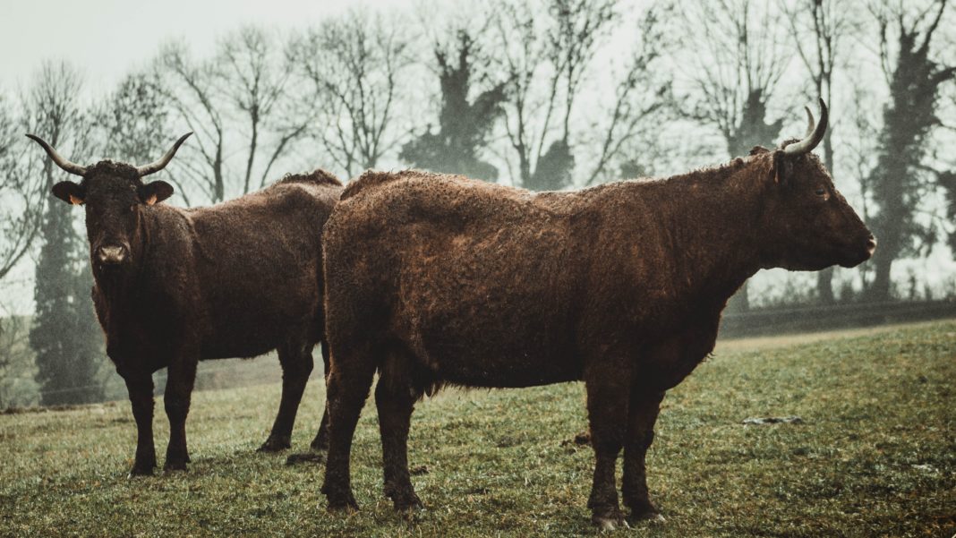 does-the-color-red-really-make-bulls-angry-our-funny-little-site