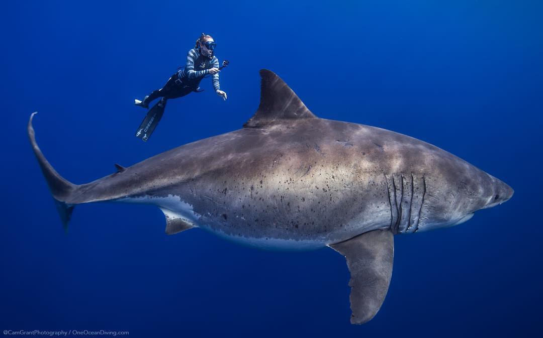 What Is The Biggest Ever Recorded Great White Shark