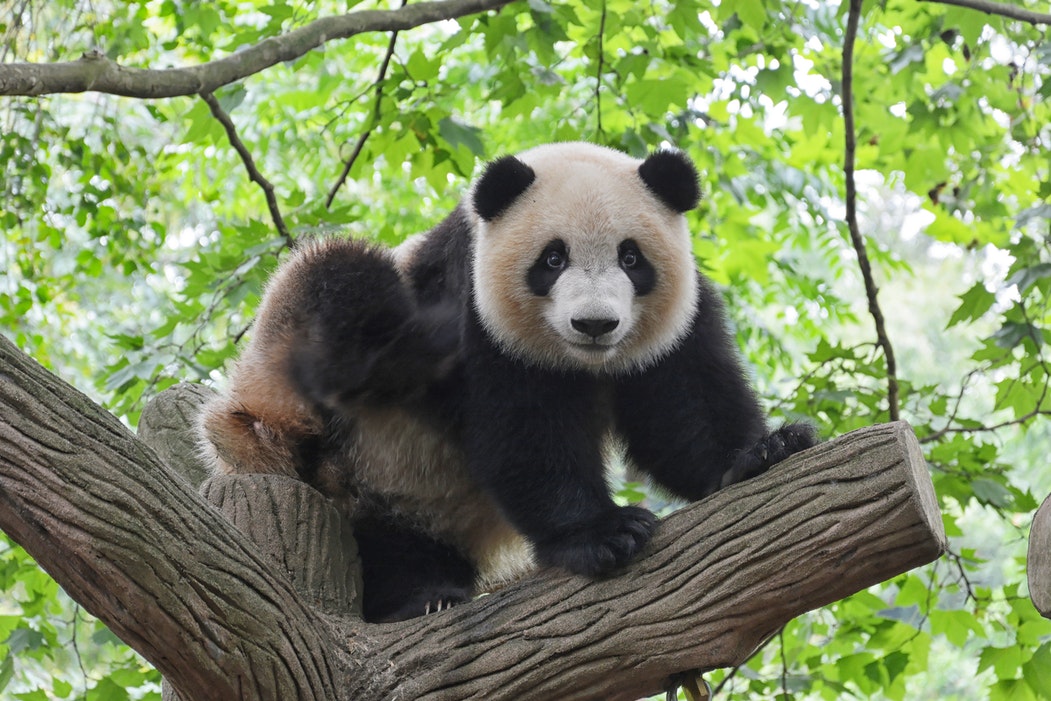 China Is Getting a Giant Panda National Park - Our Funny Little Site