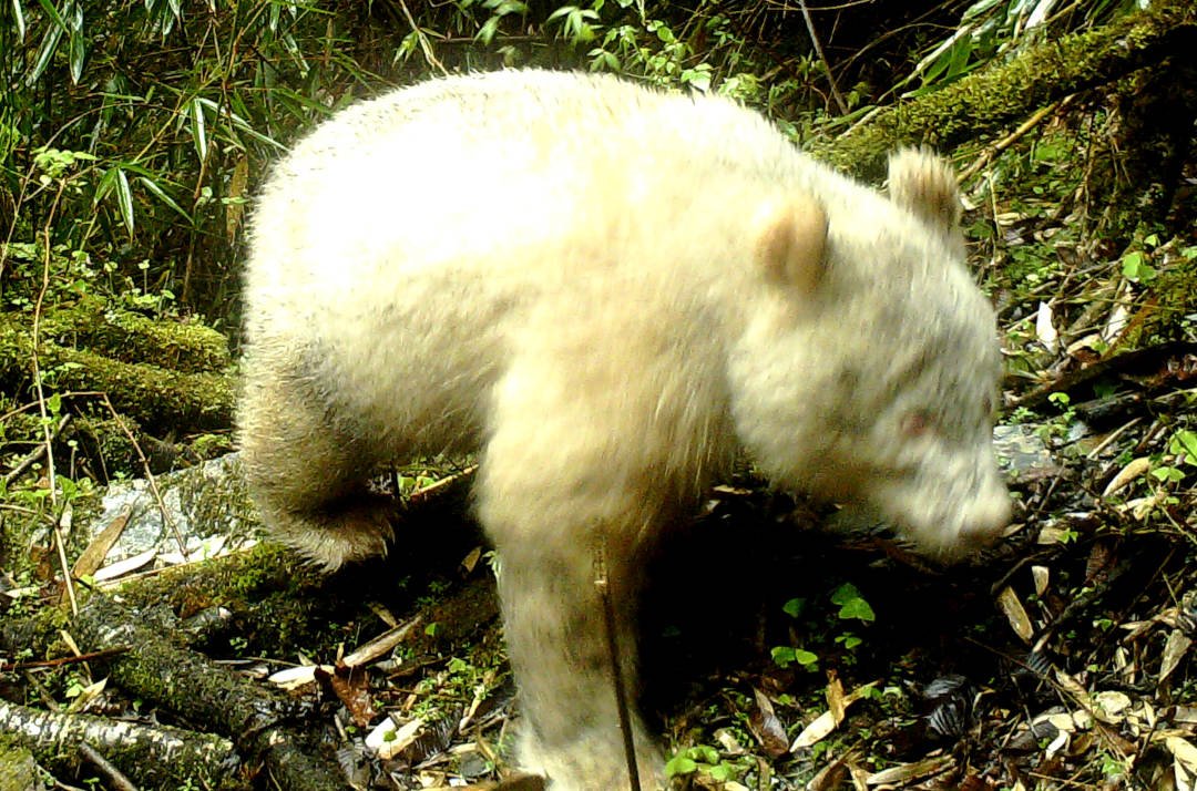 Rare White Giant Panda Photographed In The Wild For The First Time 
