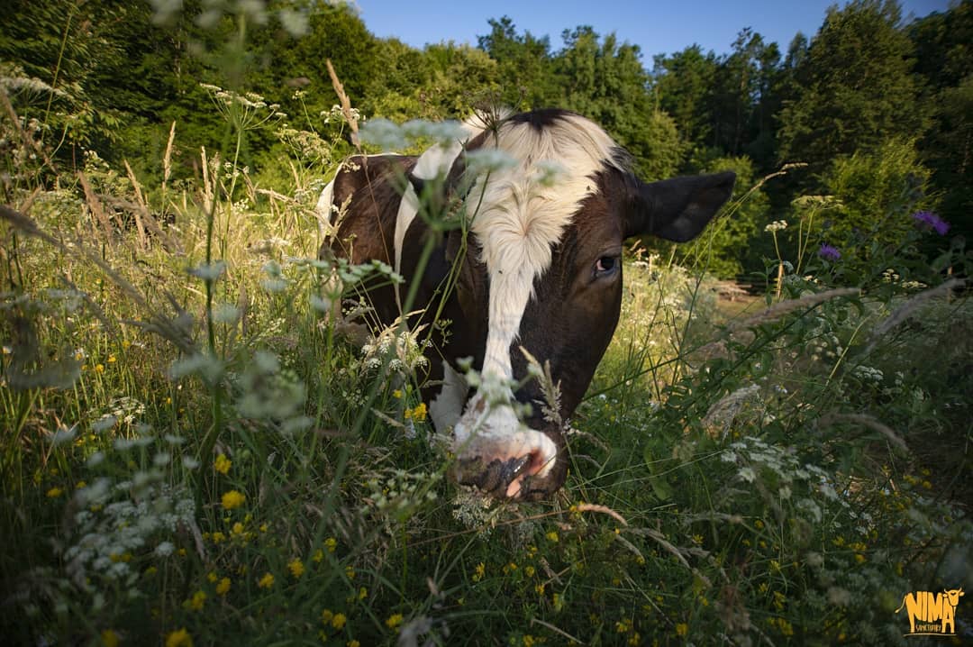 This Cow Sanctuary is The First of its Kind in Romania - Our Funny