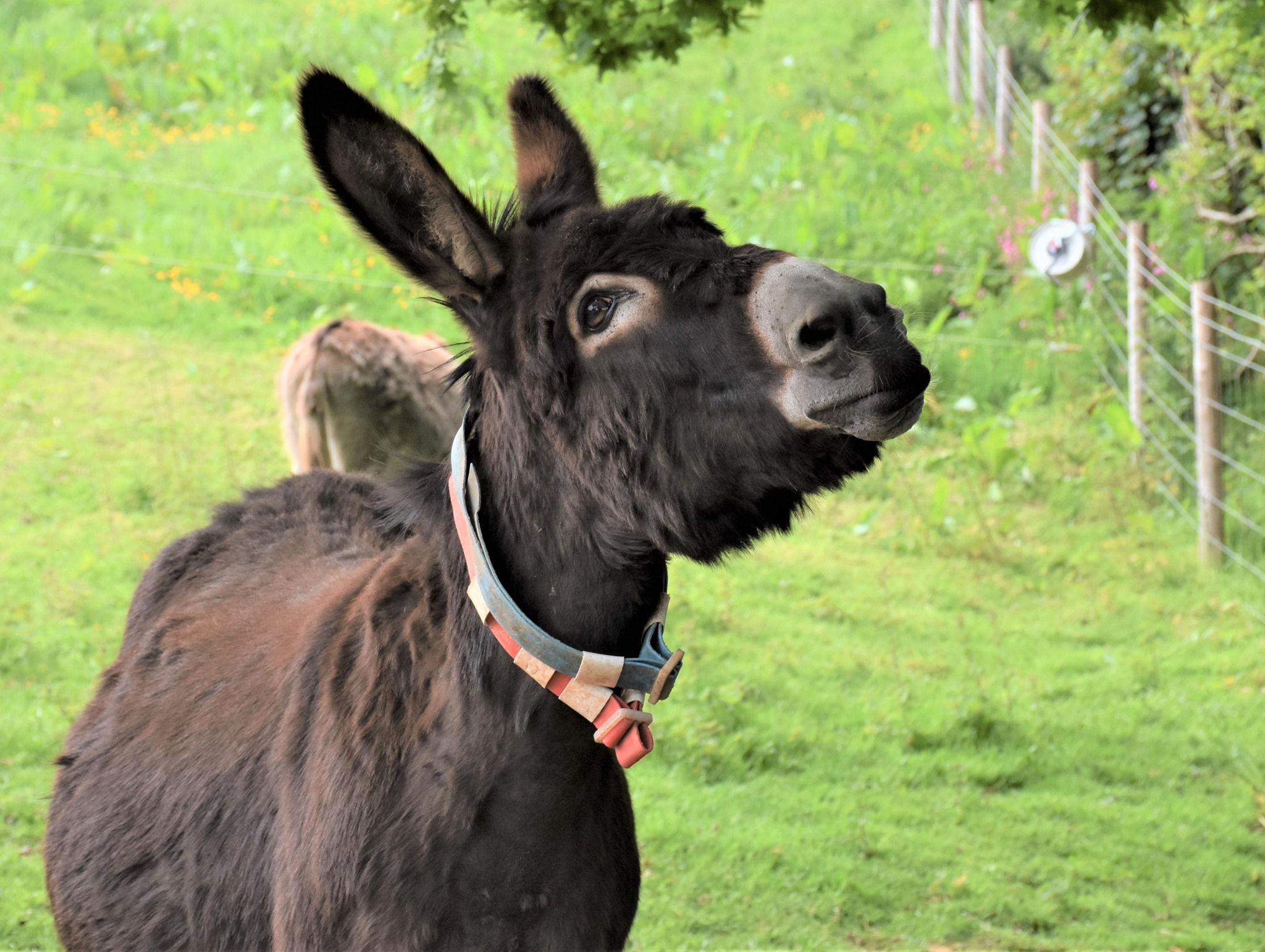 The Donkey Sanctuary Celebrates Its 50th Year Of Saving Donkeys - Our ...