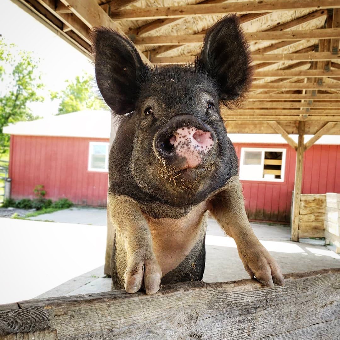 Get a Warm Welcome From Farm Animals When You Visit This Sanctuary