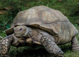 turtle