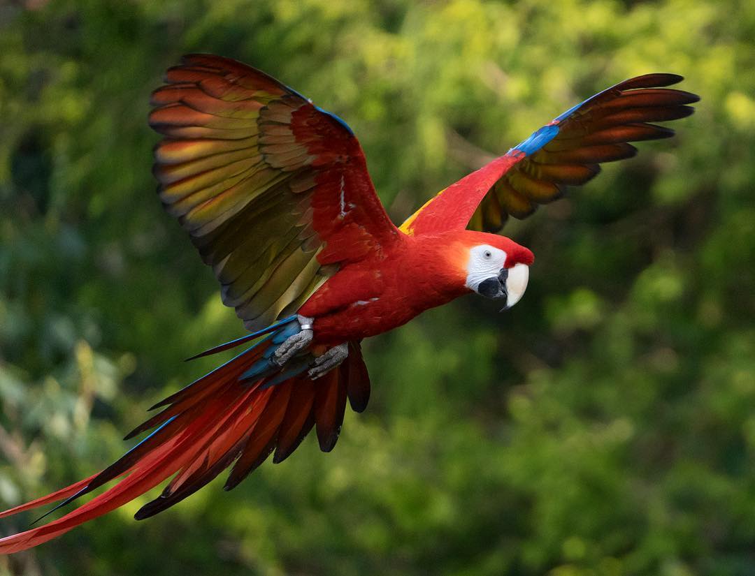 Check Out Weltvogelpark Walsrode: The World’s Largest Bird Park - Our 