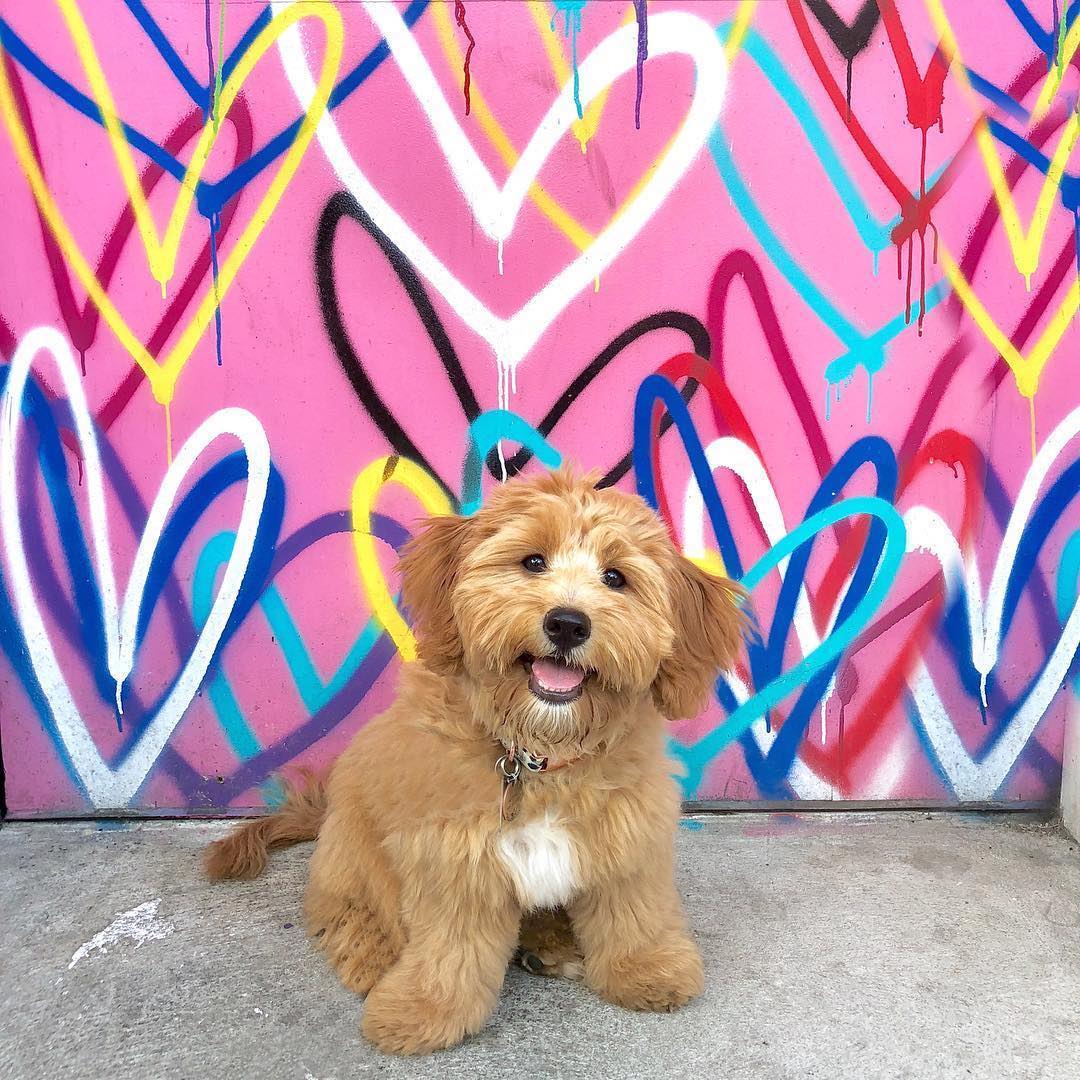 Meet The Street Art Dogs Our Funny Little Site