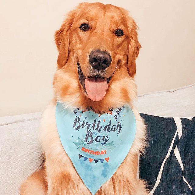 golden retriever rocking baby