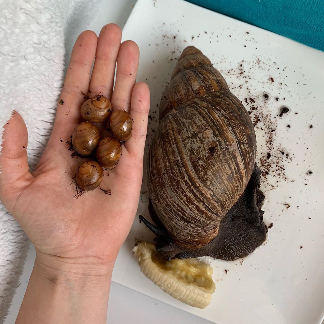 Oh Baby Give Me One More Chance Snail
