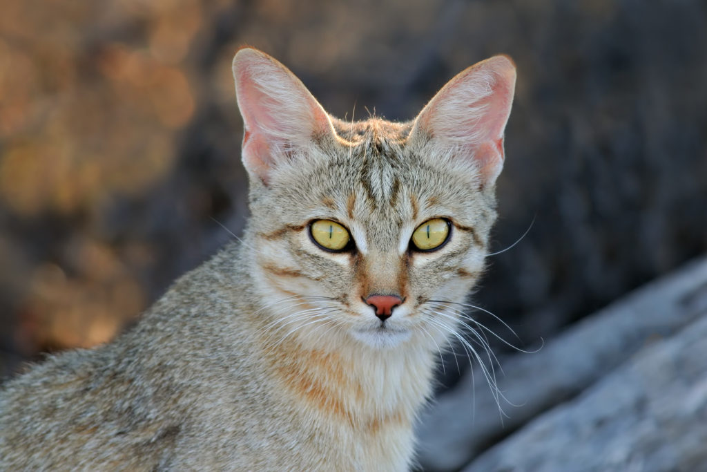 The African Wildcat is a Close Relative to Domestic Cats - Our Funny ...