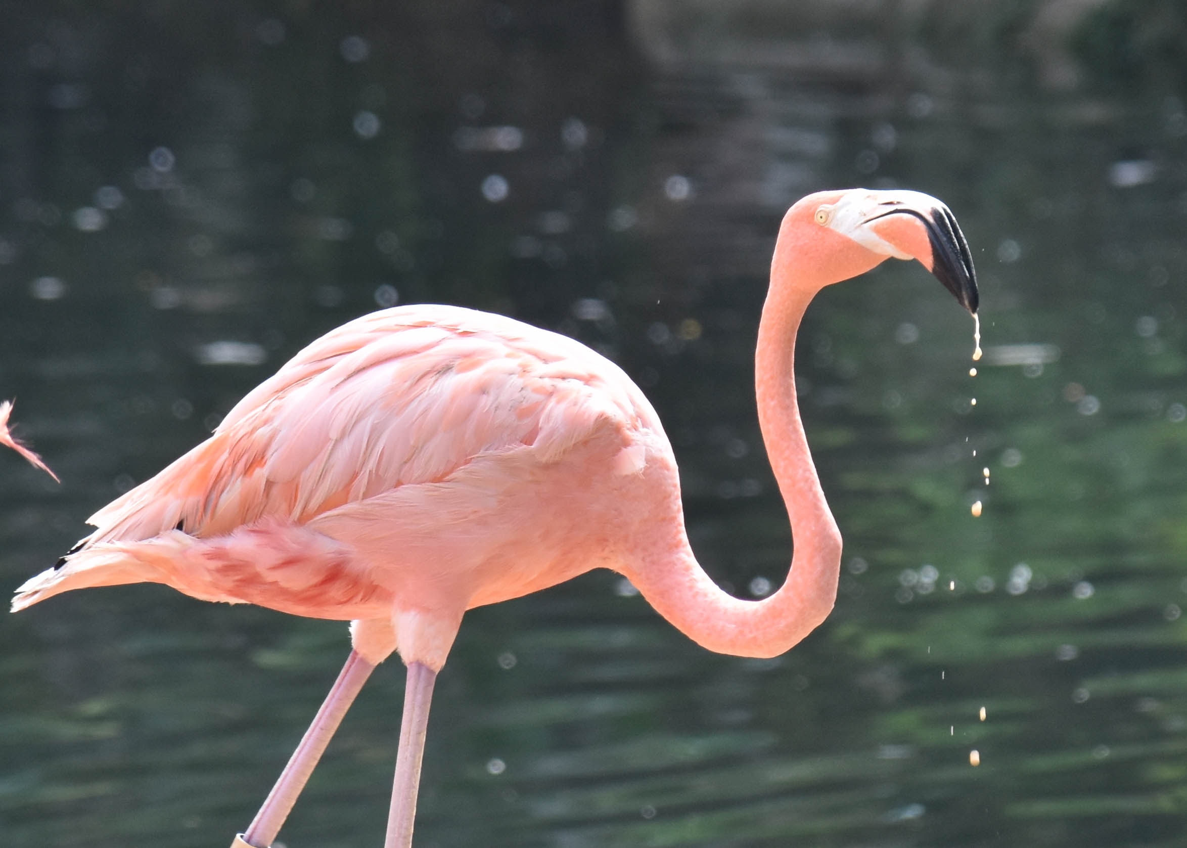 Adorable Baby Flamingos Are Running Around Oregon Zoo - Our Funny
