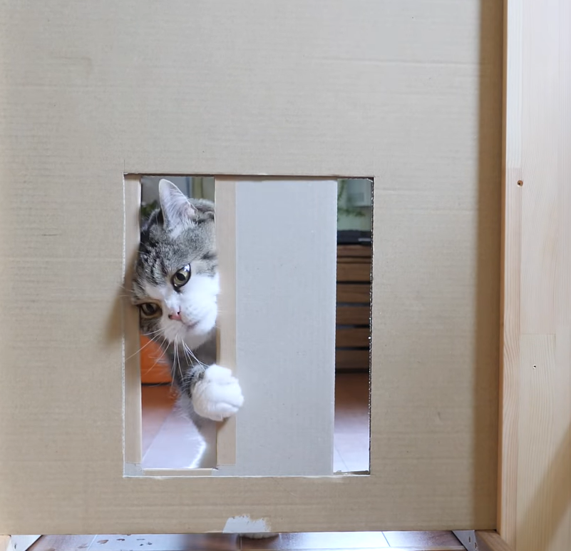 Someone Conducted an Experiment to See What’s the Smallest Gap a Cat Can Squeeze Through Our