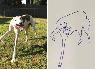 Flat Dog Doodles