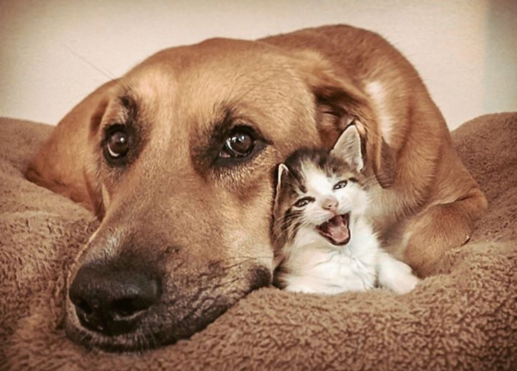 This Cat and Dog Duo are Best Friends Our Funny Little Site