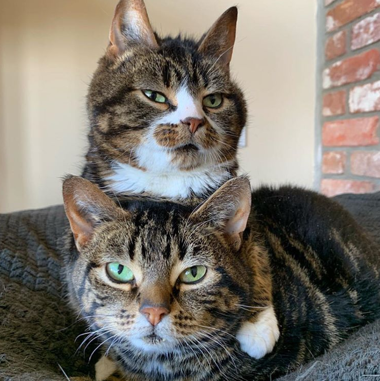 Meet Elfie and Gimli The Cats With Dwarfism Our Funny Little Site