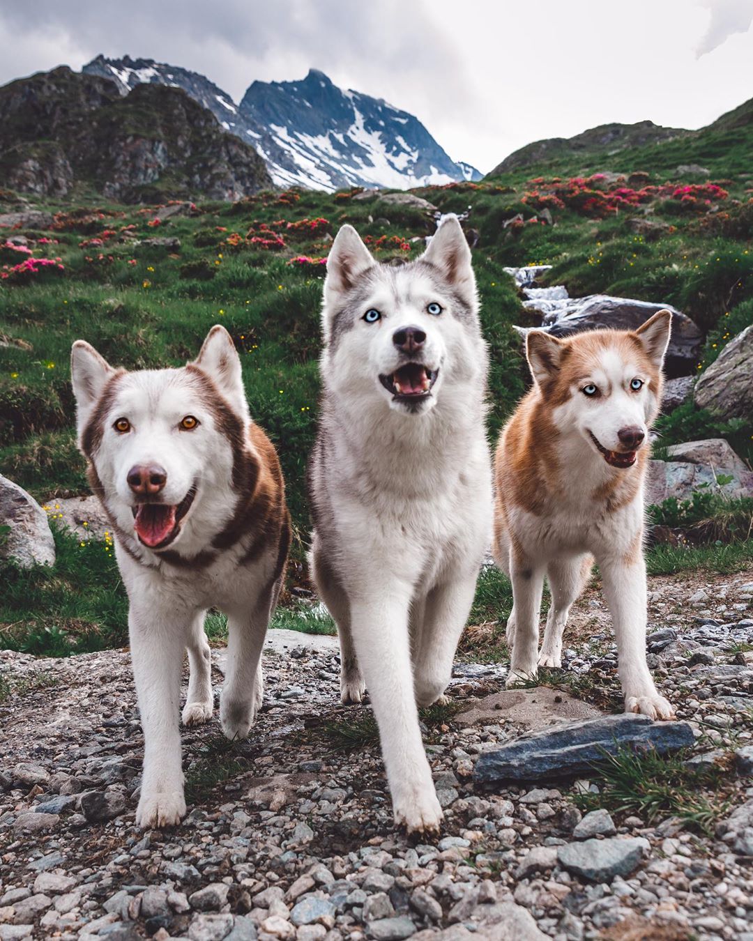 This Adorable Husky Squad Will Brighten Up Your Day Our Funny Little Site