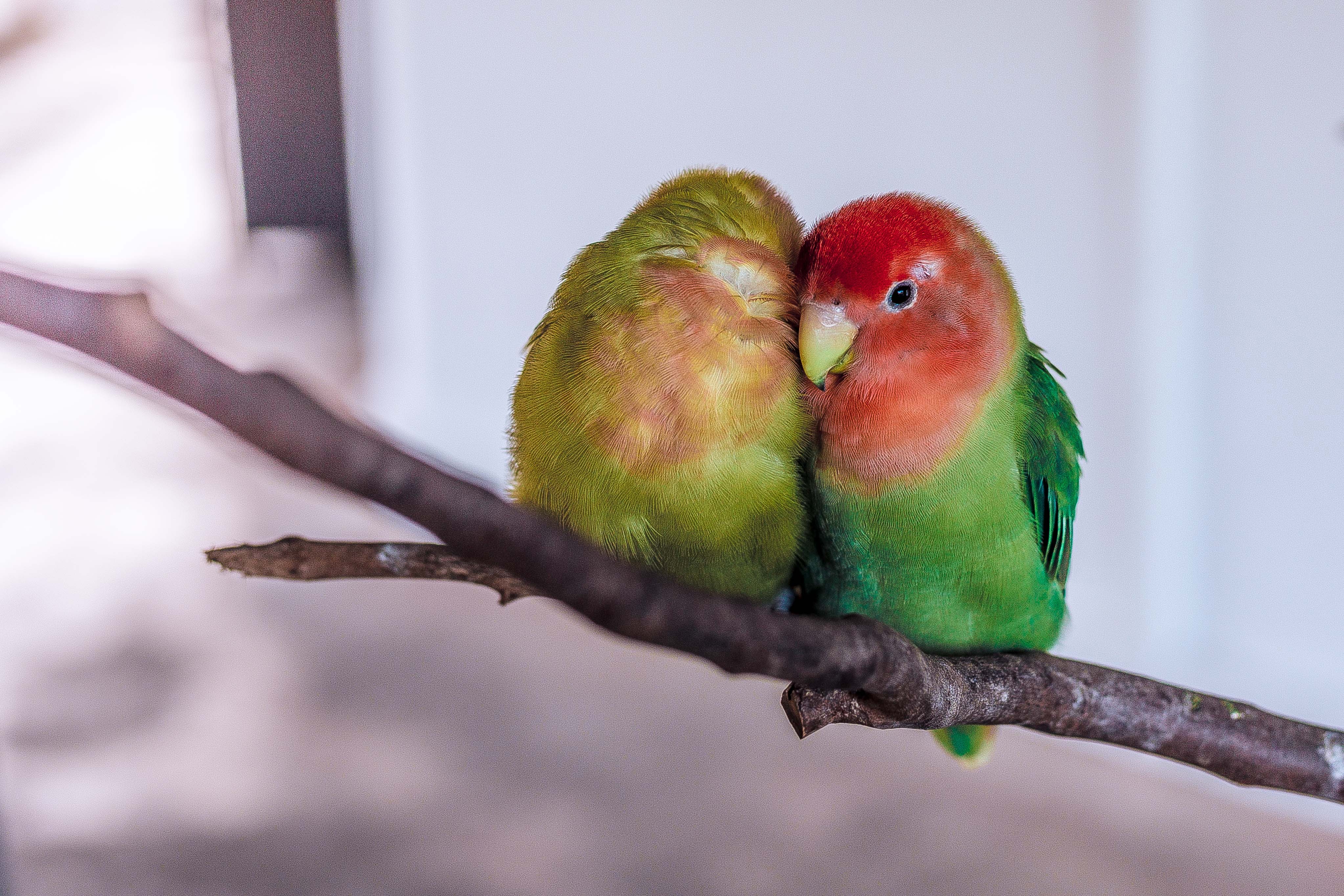 facts-about-lovebirds-our-funny-little-site