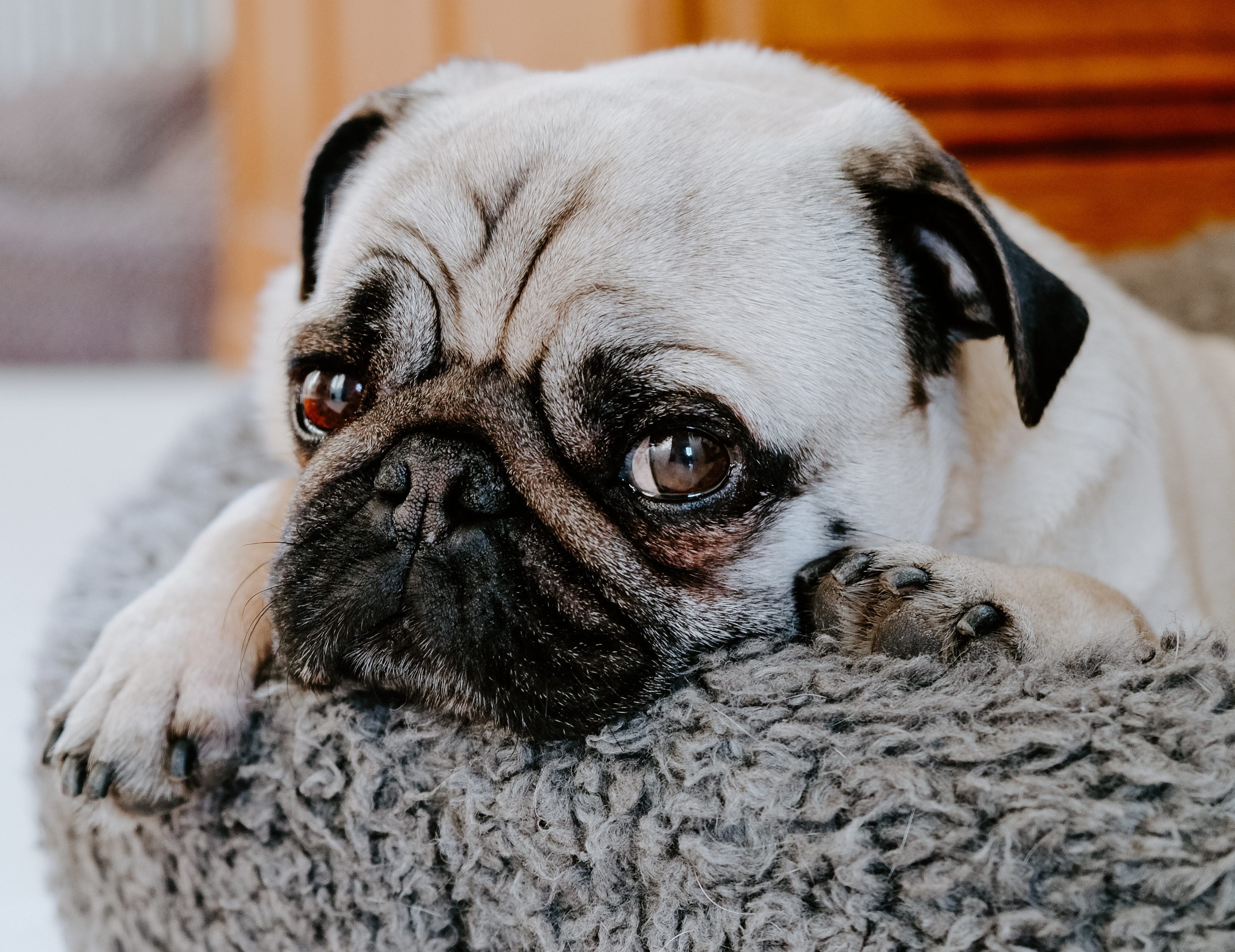 This is How to Keep Your Dog Happy While You’re at Work Our Funny