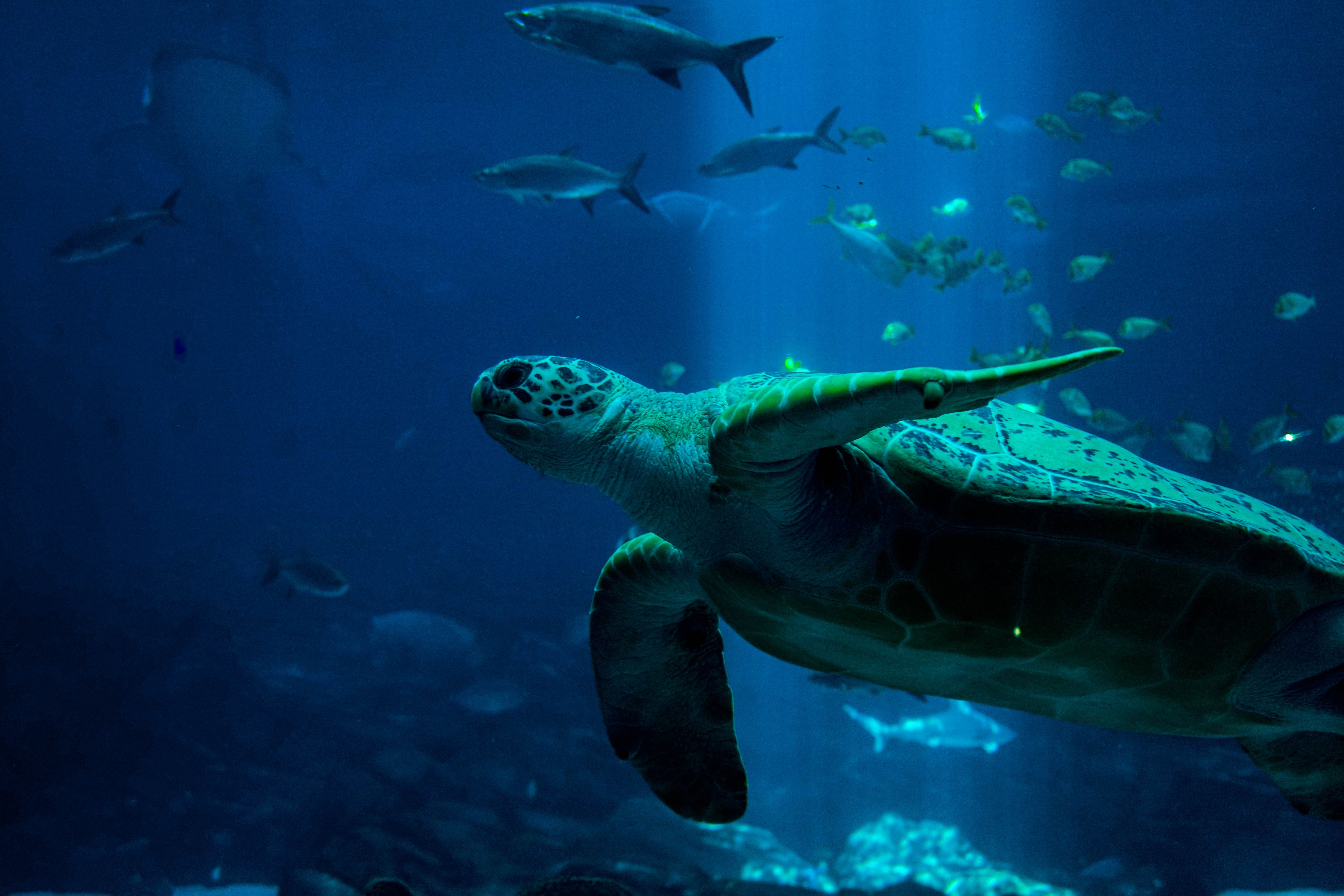 blue-sea-turtle-facts