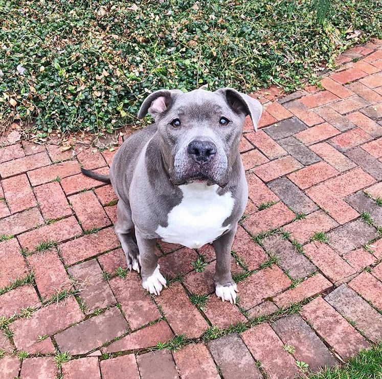 Meet the Dog That Has Two Names Our Funny Little Site