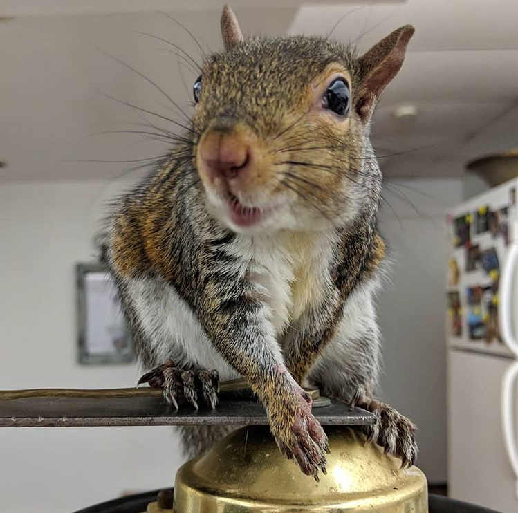 This One Armed Squirrel Likes To Wrestle - Our Funny Little Site