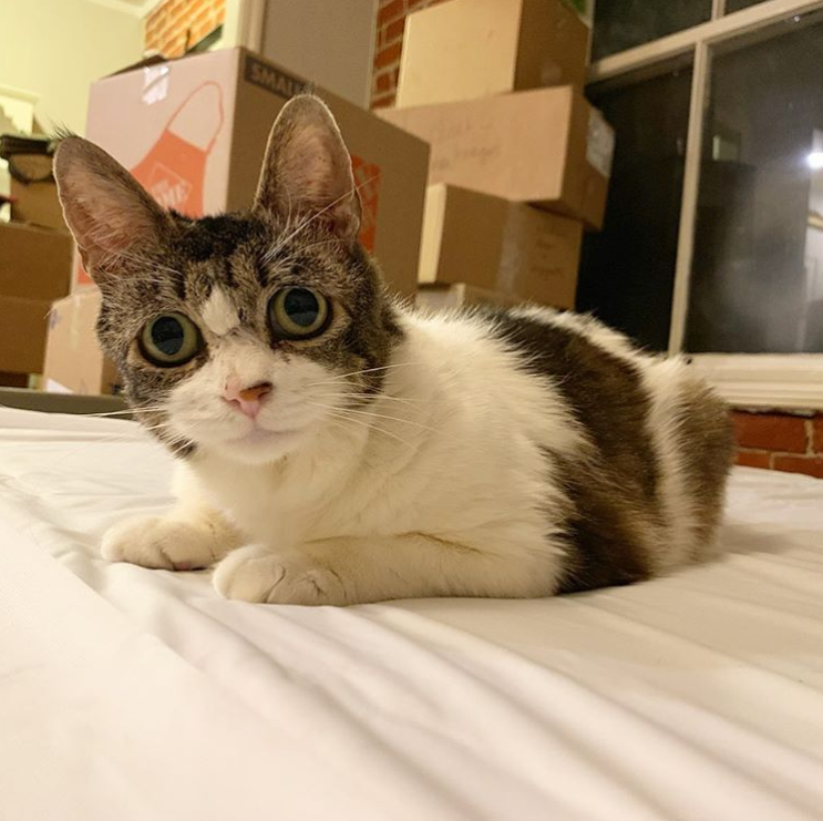 10YearOld Cat With Expressive Eyes Finally Found Her Forever Home