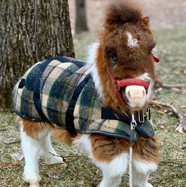 Martha the Dwarf Horse Loves Life - Our Funny Little Site