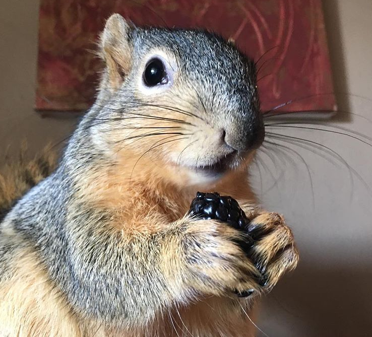 Peanut the Squirrel Chose His Adoptive Parents - Our Funny Little Site